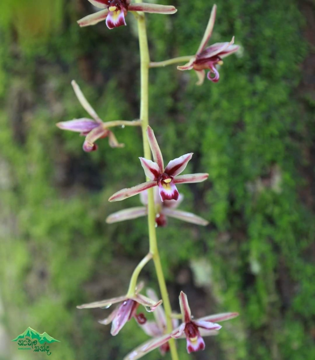 Cymbidium aloifolium (L.) Sw.